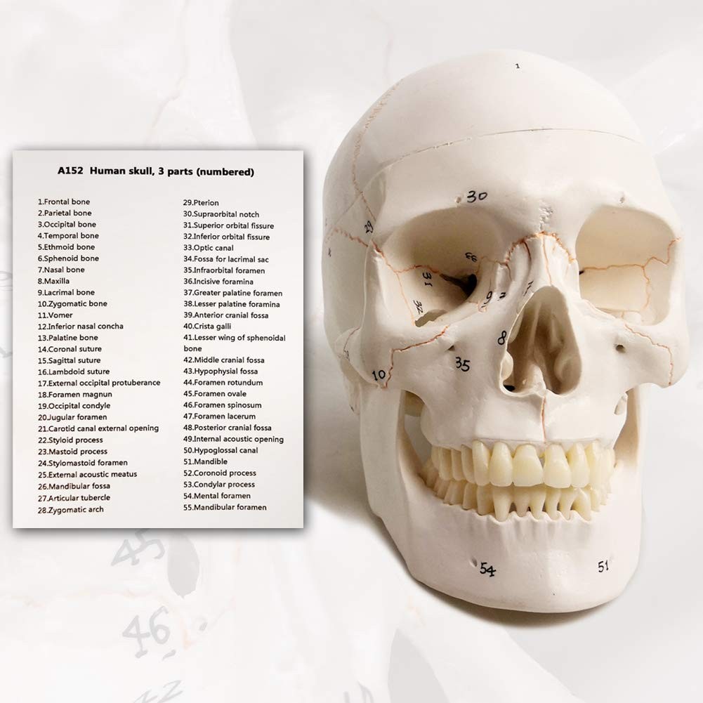 EVOTECH SCIENTIFIC Classic Numbered Human Skull Model, Life Size 9″ Medical…