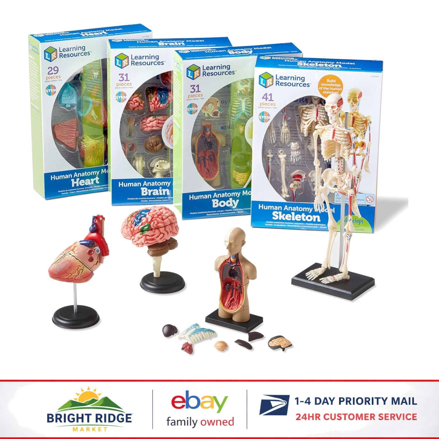 Detailed Anatomy Model Set, Includes Skeleton and Heart for Science Projects