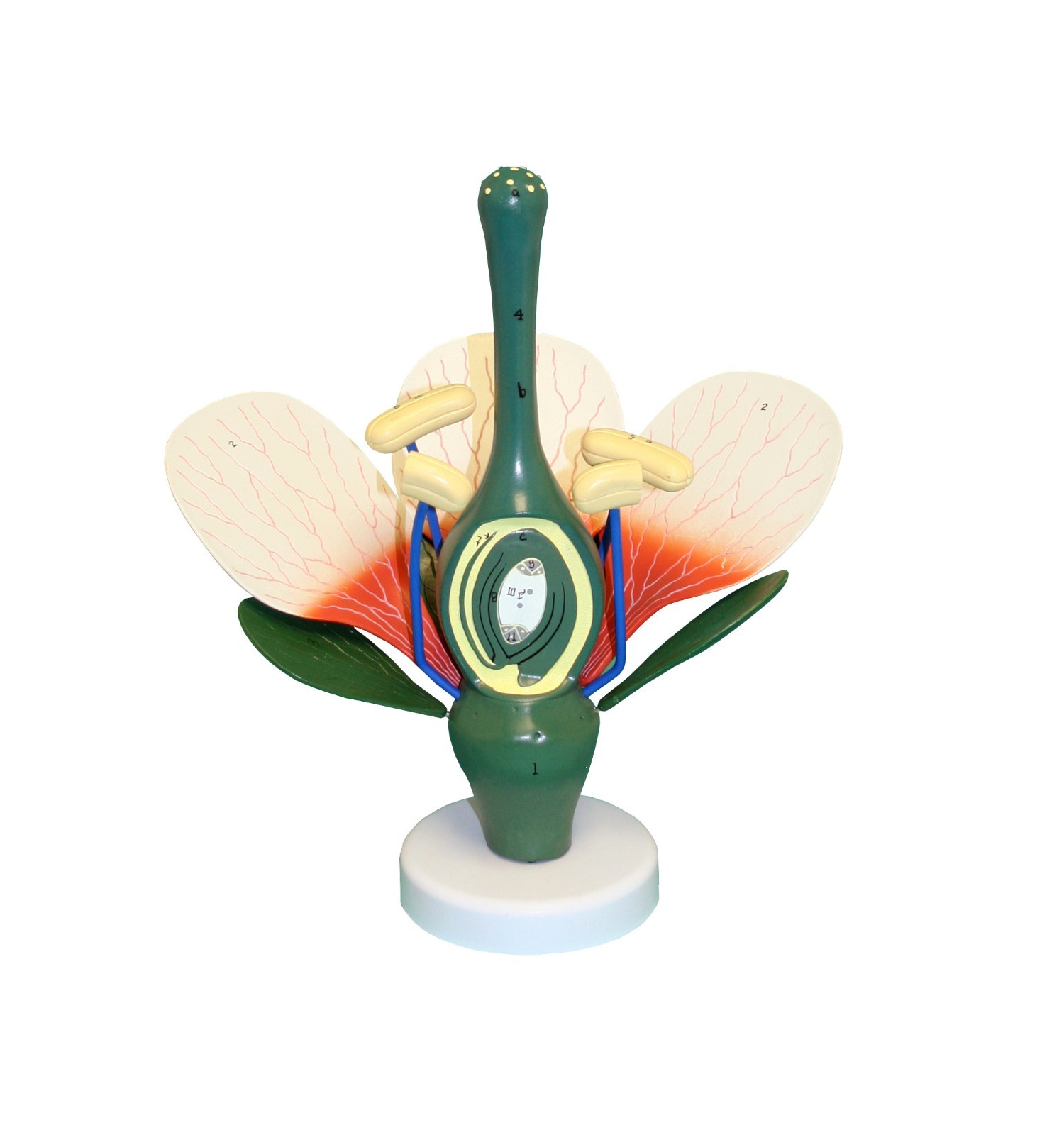 Walter Products B10307 Dicot Flower Model, Peach Flower
