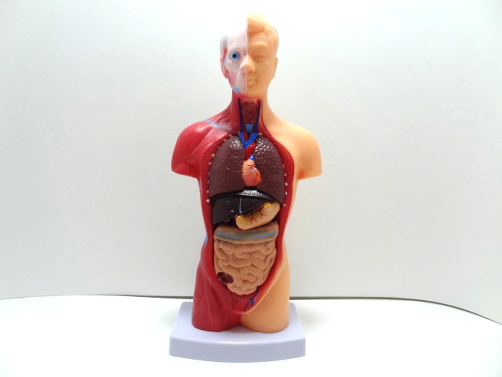 Medical Anatomical Human Torso Body Model Anatomy Internal Organ Teaching Mold