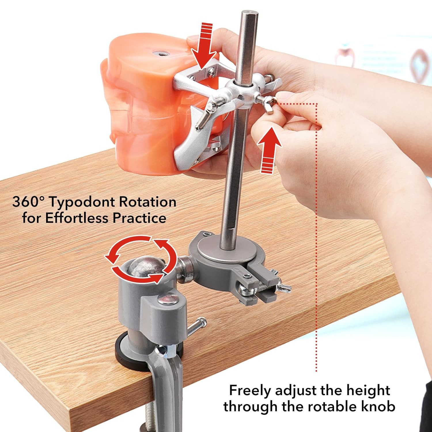 Dental Typodont Model+32pc Removable Teeth Mounting Pole Kilgore Nissin 200 Type