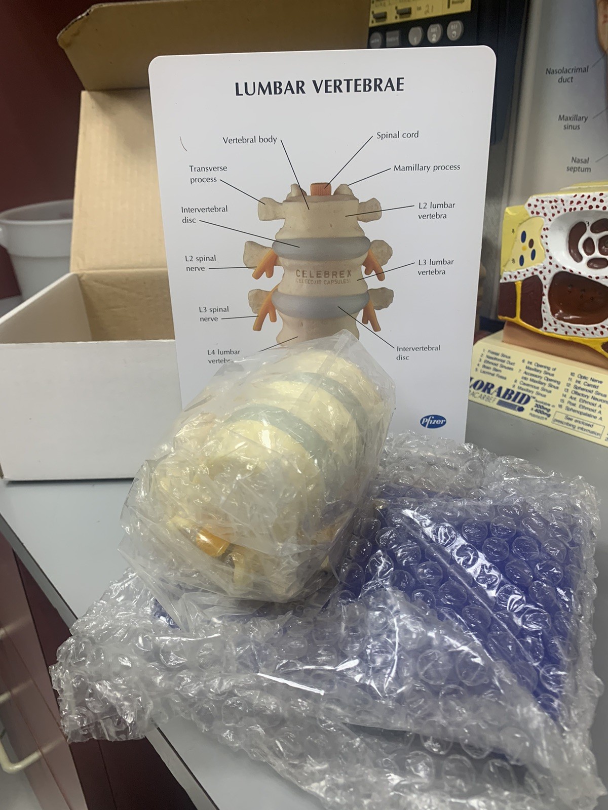3 Piece lumbar Vertebrae Anatomy Model L2 L3 And L4 NEW pharmaceutical promotion
