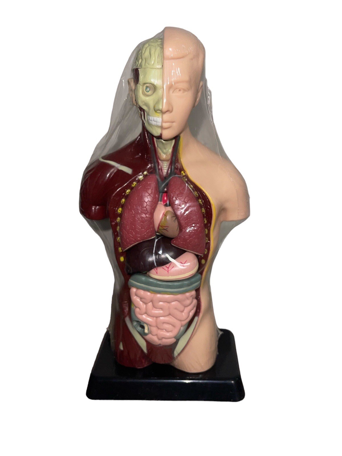 Human Torso 10″ Mini Model Internal Medicine Biology Teach Learn Anatomy Organs