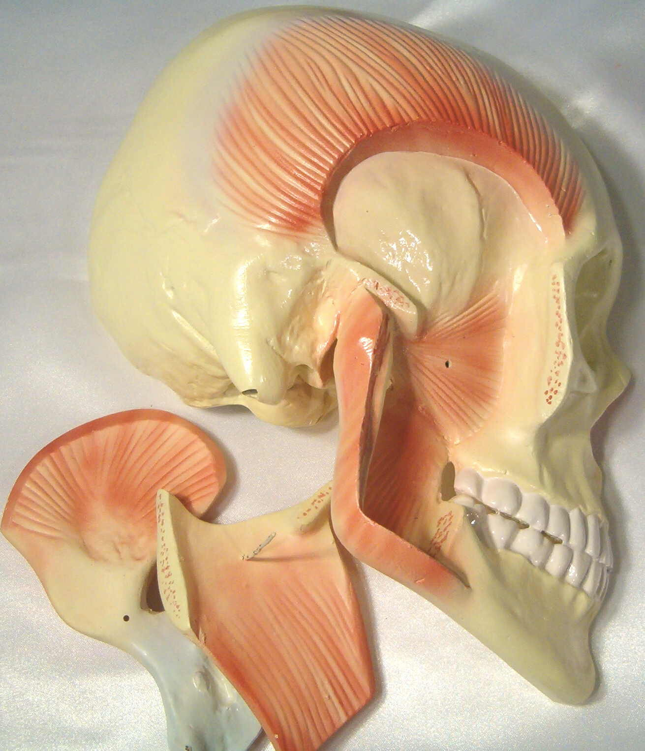 Muscles of mastication chewing anatomical model mouth teeth anatomy life size