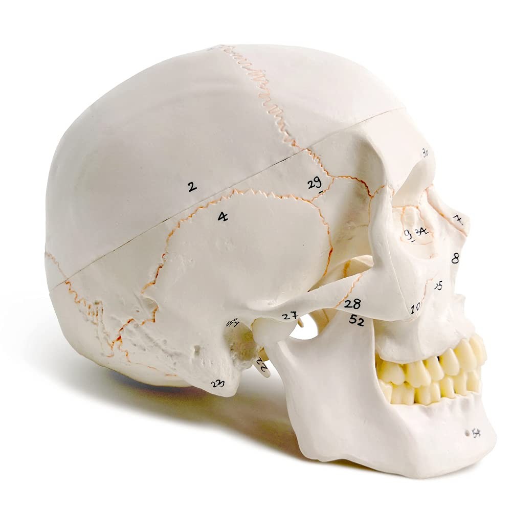 EVOTECH SCIENTIFIC Classic Numbered Human Skull Model, Life Size 9″ Medical…