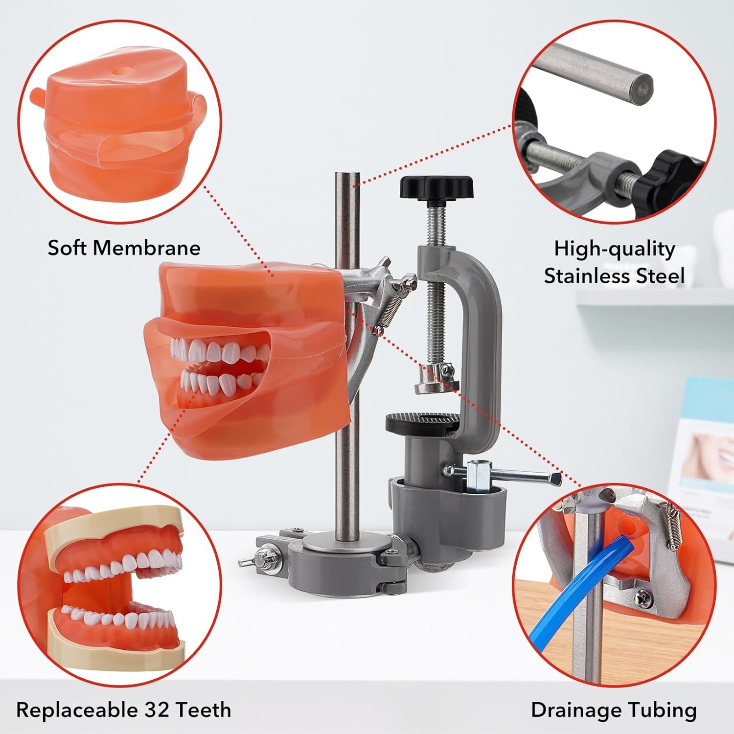 Dental Typodont Model+32pc Removable Teeth Mounting Pole Kilgore Nissin 200 Type