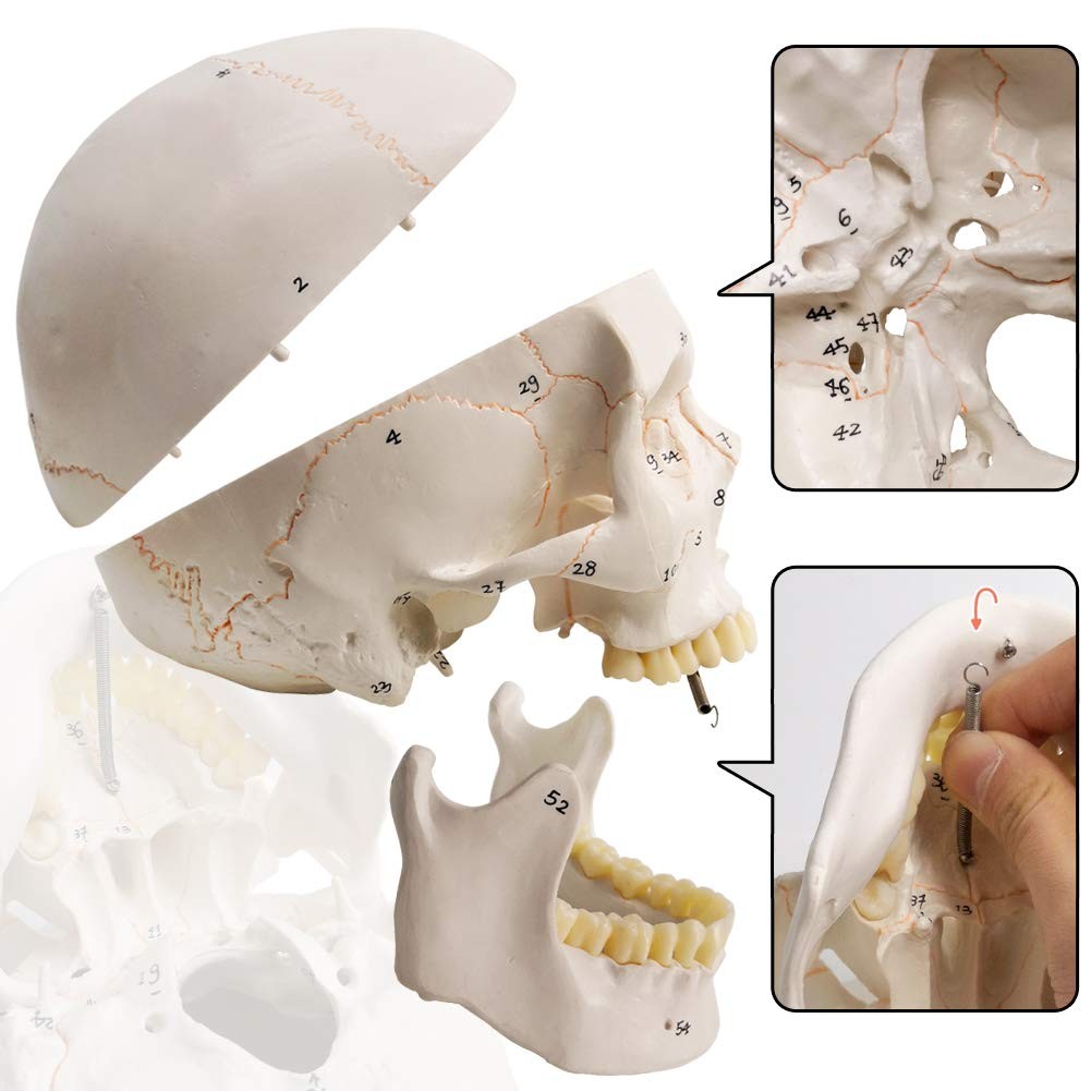 EVOTECH SCIENTIFIC Classic Numbered Human Skull Model, Life Size 9″ Medical…