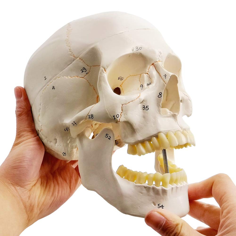 EVOTECH SCIENTIFIC Classic Numbered Human Skull Model, Life Size 9″ Medical…