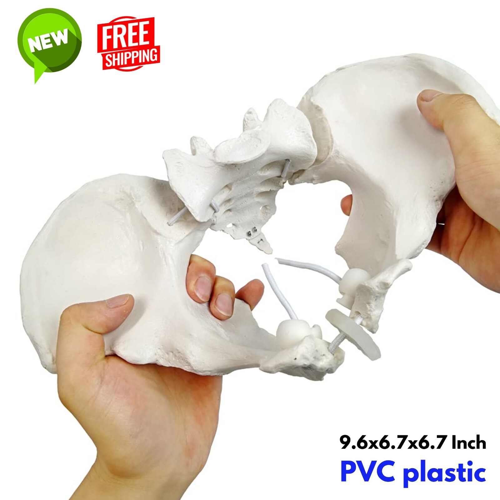 Life Size Flexible Female Pelvis Anatomy Model Education Midwife in Obstetrics